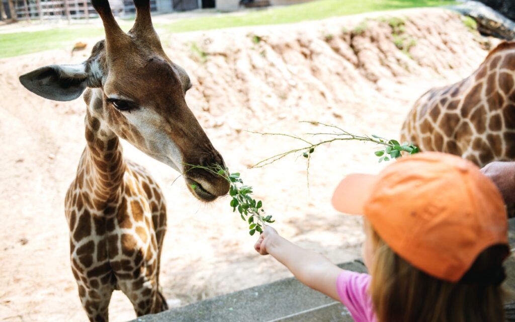 Nowy harmonogram pracy dla Krakowskiego Ogrodu Zoologicznego od 2 września