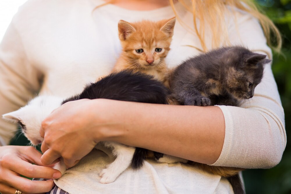 Krakowskie schronisko w kryzysie: 50 kociąt w weekend! Adopcja pilnie potrzebna!